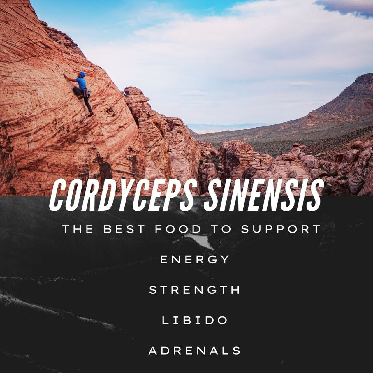 Cultivate Elevate | Cordyceps Sinensis Extract (Organic Energy Support)