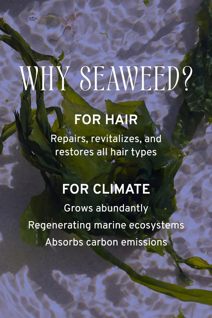 Captain Blankenship Hair & Scalp Serum | Hydration & Shine - Essentiallydestinyy