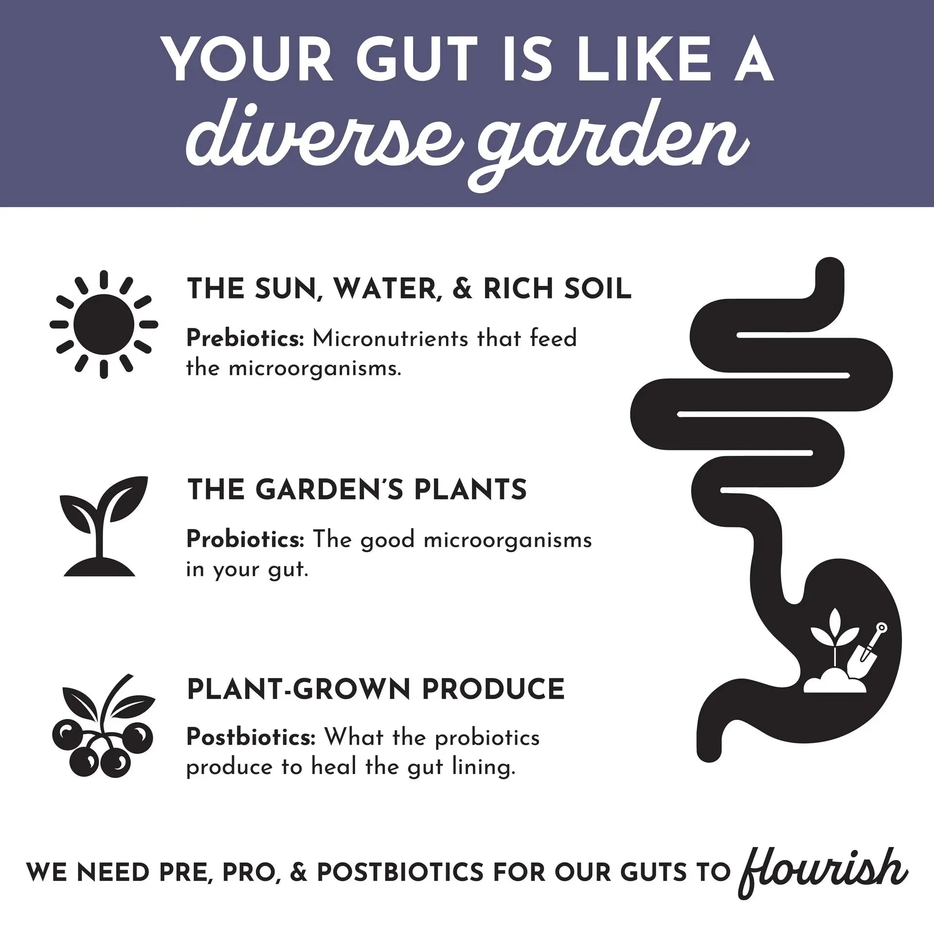 Just Ingredients Elderberry Lemonade 3-In-1 Probiotic Complex - Essentiallydestinyy