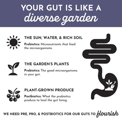 Just Ingredients Elderberry Lemonade 3-In-1 Probiotic Complex - Essentiallydestinyy
